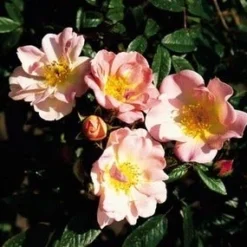 Miniklimroos (Rosa 'Open Arms') -Aanbiedingen Tuin Vitaal Winkel 20060522130052 1