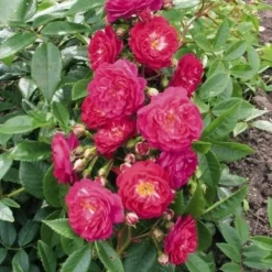 Miniklimroos (Rosa 'Perennial Blue') -Aanbiedingen Tuin Vitaal Winkel 20060522131138 1