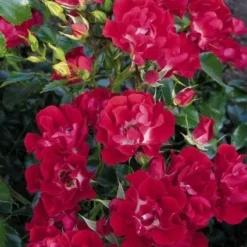 Miniklimroos (Rosa 'Rambling Rosie') -Aanbiedingen Tuin Vitaal Winkel 20060522132020 1