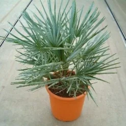 Dwergpalm (Chamaerops Humilis 'Cerifera') -Aanbiedingen Tuin Vitaal Winkel 20060622161932 2