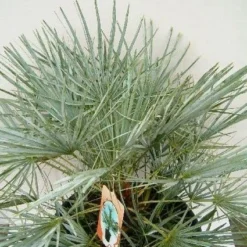 Dwergpalm (Chamaerops Humilis 'Cerifera') -Aanbiedingen Tuin Vitaal Winkel 20060719133839 2