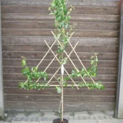 Lei-peer (Pyrus Communis 'Conference') -Aanbiedingen Tuin Vitaal Winkel 20060803193623 1