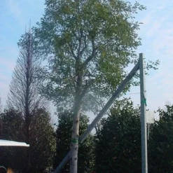 Mimosa (Acacia Dealbata) -Aanbiedingen Tuin Vitaal Winkel 20070701224959 7