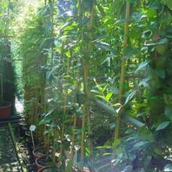 Bosrank, Groenblijvend (Clematis Armandii) 11 Bosrank, Groenblijvend (Clematis Armandii) -Aanbiedingen Tuin Vitaal Winkel 20070814193958 5