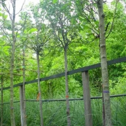 Kweepeer (Cydonia Oblonga) -Aanbiedingen Tuin Vitaal Winkel 20070907160839 5