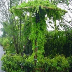 Blauwe Regen (Wisteria Sinensis) 12 Blauwe Regen (Wisteria Sinensis) -Aanbiedingen Tuin Vitaal Winkel 20071130090736 20