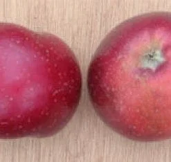 Appelboom (Malus Domestica 'Sterappel') -Aanbiedingen Tuin Vitaal Winkel 20080312135122 4 1