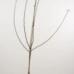 Appelboom (Malus Domestica 'Sterappel')