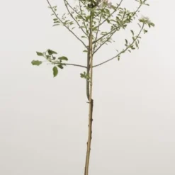 Appelboom (Malus Domestica 'Cox's Orange') -Aanbiedingen Tuin Vitaal Winkel 20080312144237 2