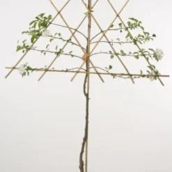 Lei-Appel (Malus Domestica 'Elstar') -Aanbiedingen Tuin Vitaal Winkel 20080312151002 1