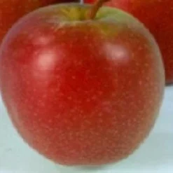 Appelboom (Malus Domestica 'Summerred')