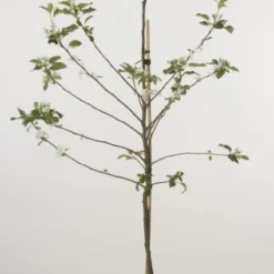 Lei-Appel (Malus Domestica 'Cox's Orange') 17 Lei-Appel (Malus Domestica 'Cox's Orange') -Aanbiedingen Tuin Vitaal Winkel 20080318090058 1