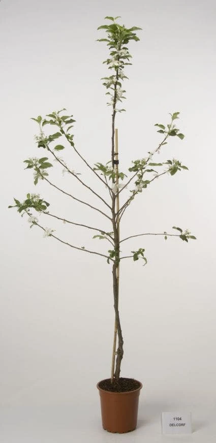 Lei-Appel (Malus Domestica 'Cox's Orange') 8 Lei-Appel (Malus Domestica 'Cox's Orange') - Afbeelding 8