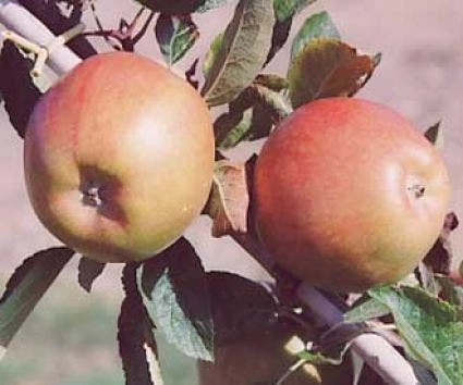 Lei-Appel (Malus Domestica 'Braeburn') 3 Lei-Appel (Malus Domestica 'Braeburn') - Afbeelding 3