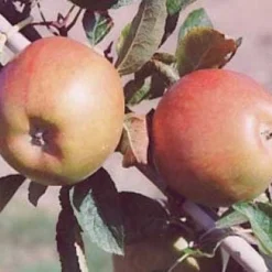 Appelboom (Malus Domestica 'Braeburn') -Aanbiedingen Tuin Vitaal Winkel 20080318091048 1 1 1