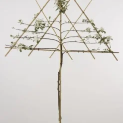 Lei-Appel (Malus Domestica 'Cox's Orange') 18 Lei-Appel (Malus Domestica 'Cox's Orange') -Aanbiedingen Tuin Vitaal Winkel 20080318091143 1 1