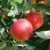 Appelboom (Malus Domestica 'Gala')