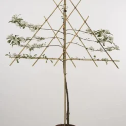 Lei-Appel (Malus Domestica 'Cox's Orange') 16 Lei-Appel (Malus Domestica 'Cox's Orange') -Aanbiedingen Tuin Vitaal Winkel 20080318093506 1 1