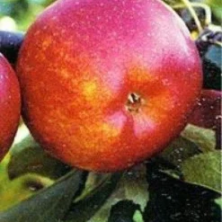 Lei-Appel (Malus Domestica 'Rubinola')