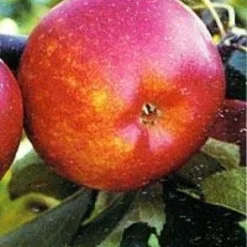 Aanbiedingen Tuin Vitaal Winkel 7 Lei-Appel (Malus Domestica 'Rubinola')