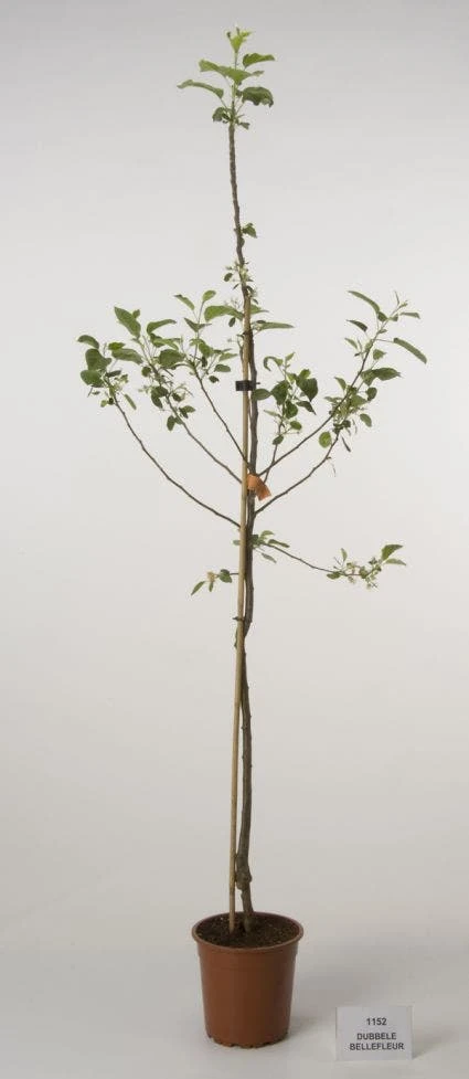 Appelboom (Malus Domestica 'Dubbele Bellefleur') 2 Appelboom (Malus Domestica 'Dubbele Bellefleur') - Afbeelding 2