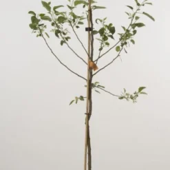 Aanbiedingen Tuin Vitaal Winkel -Aanbiedingen Tuin Vitaal Winkel 20080318151151 2