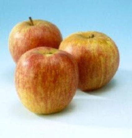 Appelboom (Malus Domestica 'Rode Dijkmanszoet') 2 Appelboom (Malus Domestica 'Rode Dijkmanszoet') - Afbeelding 2