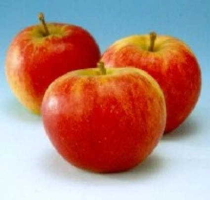 Appelboom (Malus Domestica 'Groninger Kroon') 2 Appelboom (Malus Domestica 'Groninger Kroon') - Afbeelding 2