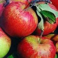 Aanbiedingen Tuin Vitaal Winkel -Aanbiedingen Tuin Vitaal Winkel 20080326220704 1