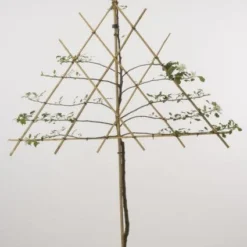 Lei-Appel (Malus Domestica 'Cox's Orange') 19 Lei-Appel (Malus Domestica 'Cox's Orange') -Aanbiedingen Tuin Vitaal Winkel 20080326220814 1 1