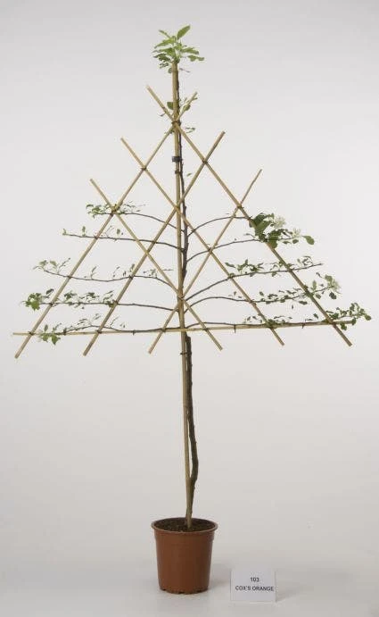 Lei-Appel (Malus Domestica 'Cox's Orange') 10 Lei-Appel (Malus Domestica 'Cox's Orange') - Afbeelding 10