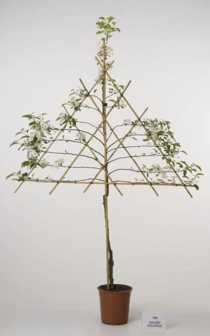 Lei-Appel (Malus Domestica 'Cox's Orange') 6 Lei-Appel (Malus Domestica 'Cox's Orange') - Afbeelding 6