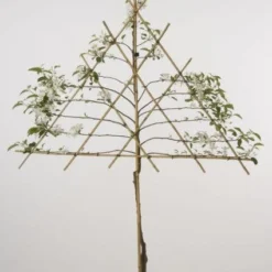 Lei-Appel (Malus Domestica 'Cox's Orange') 15 Lei-Appel (Malus Domestica 'Cox's Orange') -Aanbiedingen Tuin Vitaal Winkel 20080326222237 1