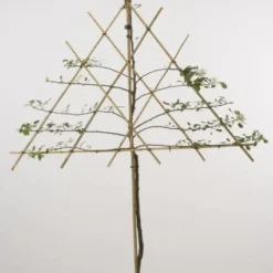 Lei-Appel (Malus Domestica 'Cox's Orange') 12 Lei-Appel (Malus Domestica 'Cox's Orange') -Aanbiedingen Tuin Vitaal Winkel 20080326222553 1 1