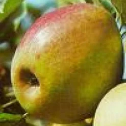 Aanbiedingen Tuin Vitaal Winkel -Aanbiedingen Tuin Vitaal Winkel 20080326222940 1 1