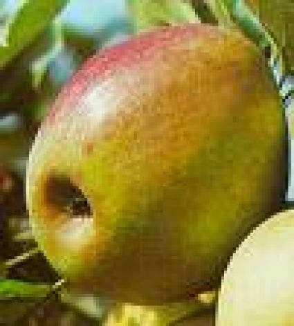 Lei-Appel (Malus Domestica 'Rode Boskoop') 2 Lei-Appel (Malus Domestica 'Rode Boskoop') - Afbeelding 2