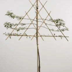 Lei-Appel (Malus Domestica 'Rode Boskoop')