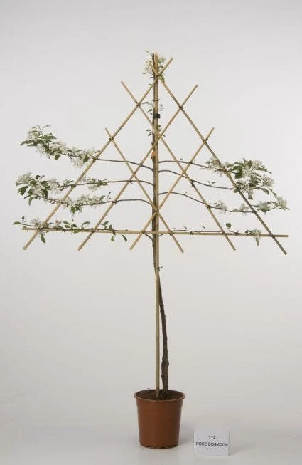 Lei-Appel (Malus Domestica 'Rode Boskoop') 1 Lei-Appel (Malus Domestica 'Rode Boskoop')