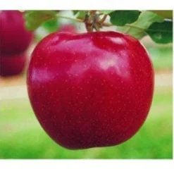 Appelboom (Malus Domestica 'Rode Jonagold')