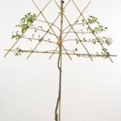 Lei-Appel (Malus Domestica 'Cox's Orange') 14 Lei-Appel (Malus Domestica 'Cox's Orange') -Aanbiedingen Tuin Vitaal Winkel 20080326223921 1 1