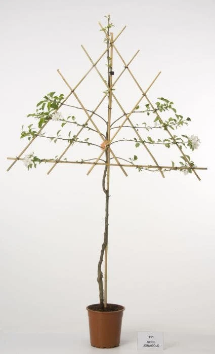 Lei-Appel (Malus Domestica 'Cox's Orange') 5 Lei-Appel (Malus Domestica 'Cox's Orange') - Afbeelding 5