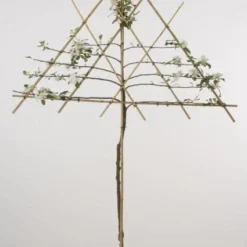 Lei-Appel (Malus Domestica 'Cox's Orange') 13 Lei-Appel (Malus Domestica 'Cox's Orange') -Aanbiedingen Tuin Vitaal Winkel 20080326224211 1 1