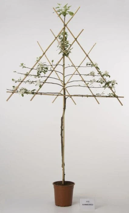 Lei-Appel (Malus Domestica 'Cox's Orange') 4 Lei-Appel (Malus Domestica 'Cox's Orange') - Afbeelding 4