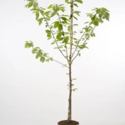 Kersenboom (Prunus Avium 'Hedelfinger Riesenkirsche') -Aanbiedingen Tuin Vitaal Winkel 20080414152652 2