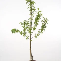 Kersenboom (Prunus Avium 'Hedelfinger Riesenkirsche') -Aanbiedingen Tuin Vitaal Winkel 20080414153422 3