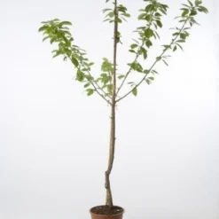 Kersenboom (Prunus Avium 'Hedelfinger Riesenkirsche') -Aanbiedingen Tuin Vitaal Winkel 20080414153854 2