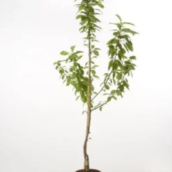 Kersenboom (Prunus Avium 'Hedelfinger Riesenkirsche')