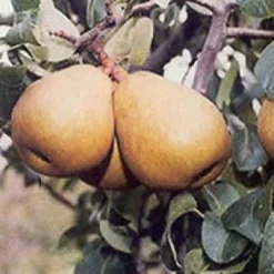 Perenboom (Pyrus Communis 'Beurre Hardy') 7 Perenboom (Pyrus Communis 'Beurre Hardy') -Aanbiedingen Tuin Vitaal Winkel 20080417125526 6