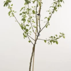 Perenboom (Pyrus Communis 'Beurre Hardy') 6 Perenboom (Pyrus Communis 'Beurre Hardy') -Aanbiedingen Tuin Vitaal Winkel 20080417125701 6