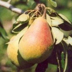 Lei-Peer (Pyrus Communis 'Clapp's Favourite')